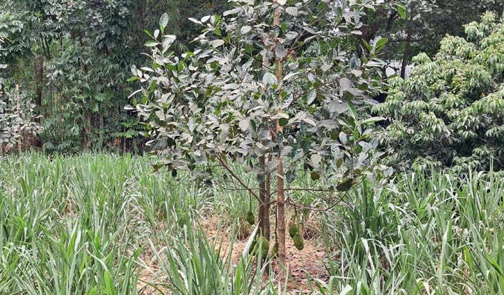 আঠাবিহীন বারোমাসি কাঁঠাল চাষে সবুজের বাজিমাত