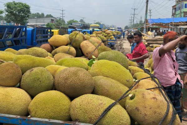 গাজীপুরে দেশের সর্ববৃহৎ কাঁঠালের হাট জৈনা বাজার
