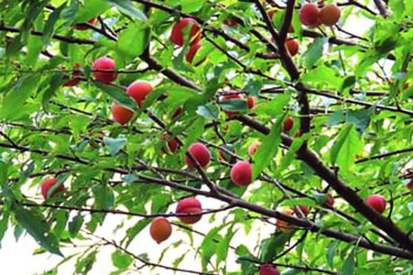বাড়ির আঙিনায় আলুবোখারা চাষে সফলতা