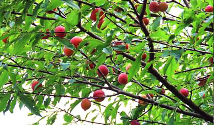 বাড়ির আঙিনায় আলুবোখারা চাষে সফলতা