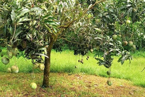 ভাওয়ালের লাল মাটিতে রাজশাহীর আম চাষে হামিদ মাঝির বাজিমাত