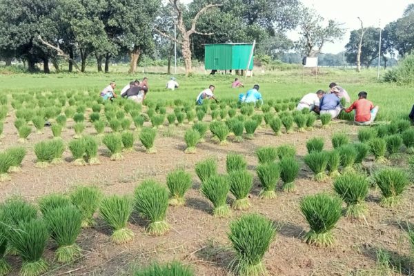 বন্যায় ক্ষতিগ্রস্ত সাড়ে ৪শ কৃষক পেল বিনার আমন ধানের চারা