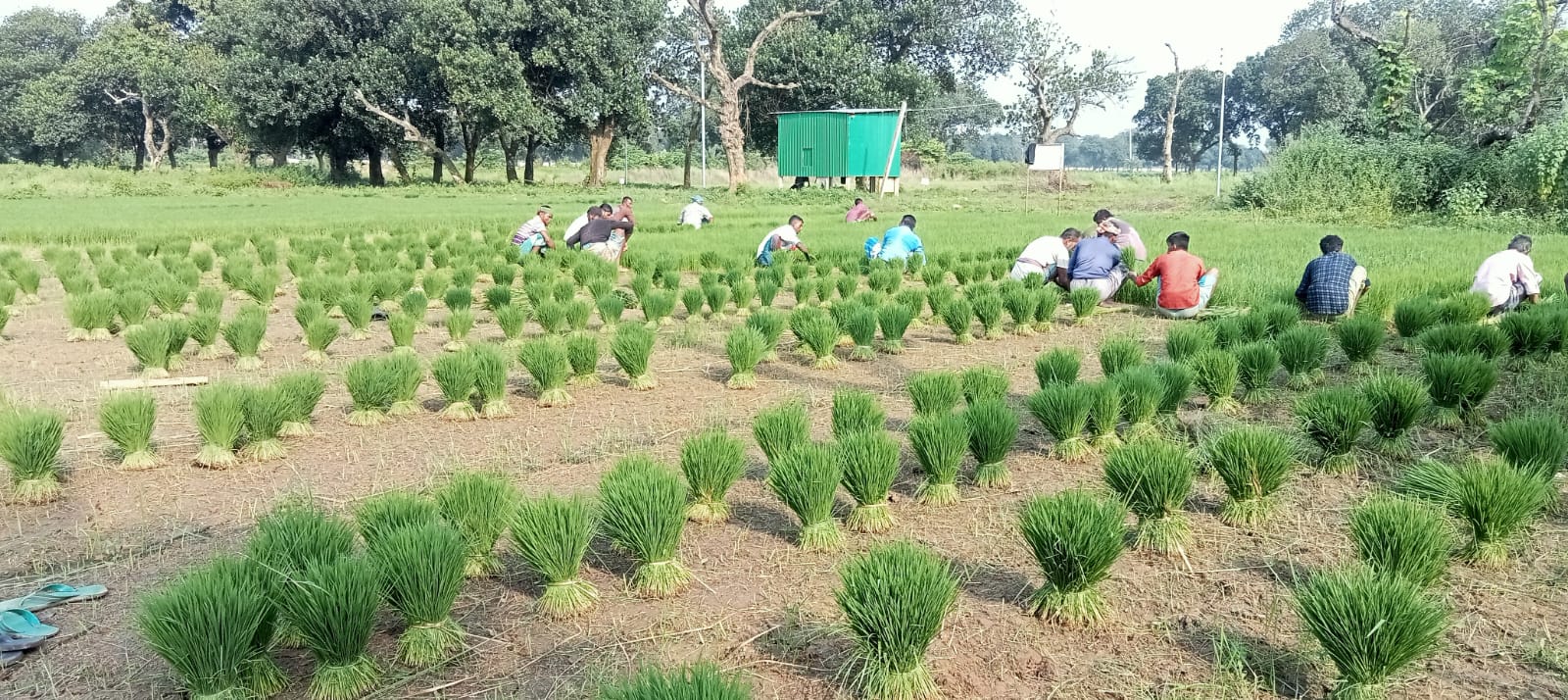 বন্যায় ক্ষতিগ্রস্ত ৪শতাধীত কৃষক পেল বিনার আমন ধানের চারা (3)